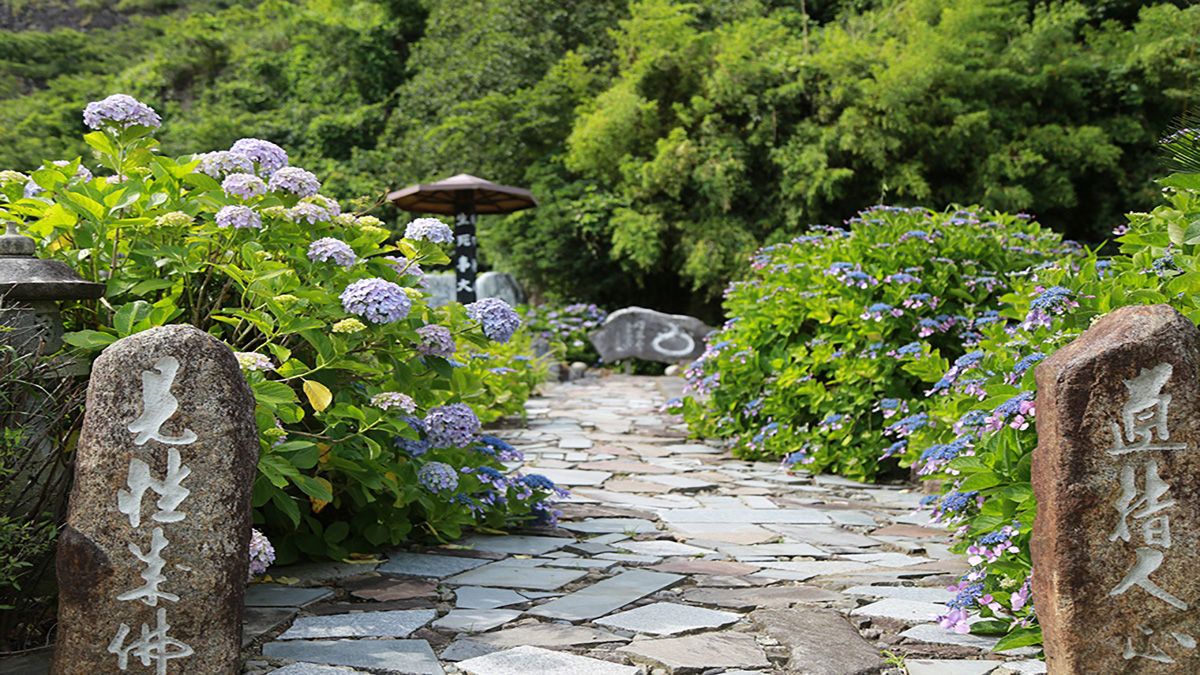 照光寺の紫陽花