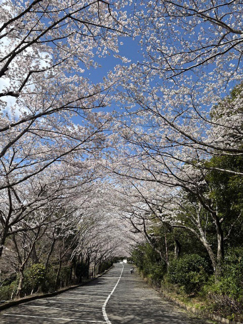 桜