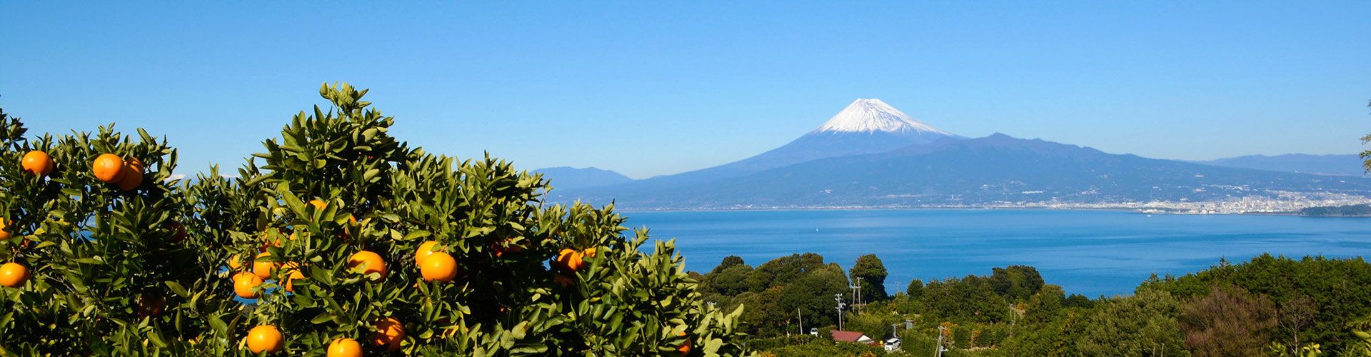 沼津市返礼品レシピを作成しました!