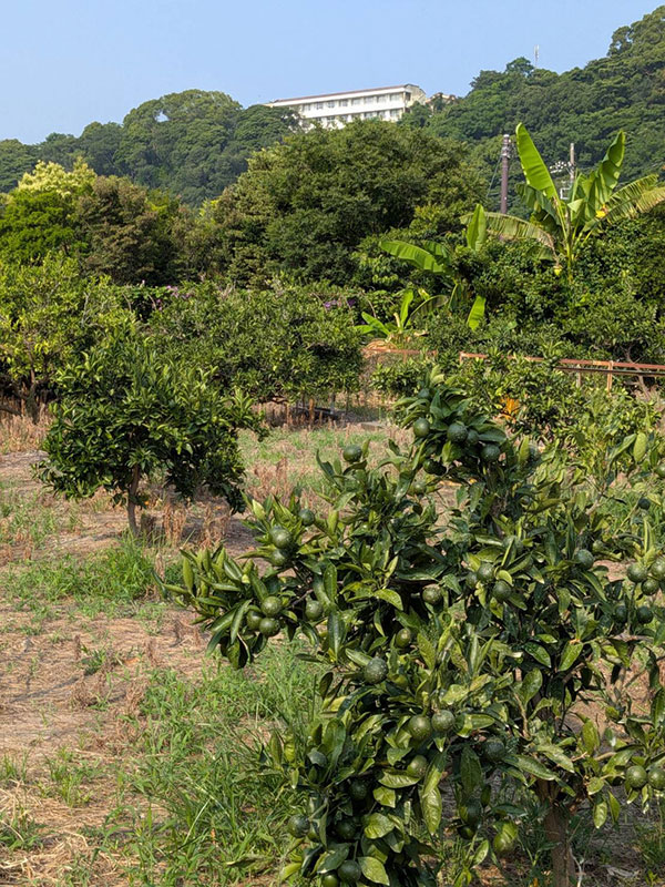 木負観光みかん園