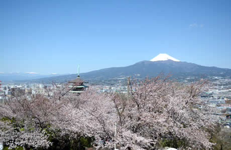 香貫山からの眺め　桜と富士山