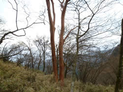 伊豆近辺で多いヒメシャラの木