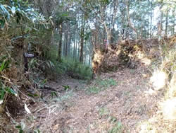 愛鷹林道から平沼登り口への道