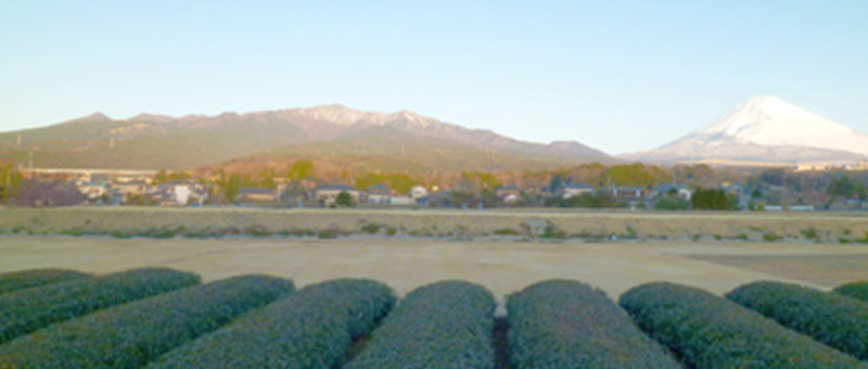 愛鷹山　茶畑と富士山