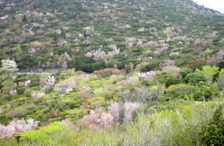 金冠山で咲くマメザクラ