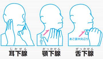 だ液腺イラスト 耳下腺(耳下腺)、顎下腺(がっかせん):エラの下、舌下腺(ぜっかせん):あご裏中央辺り