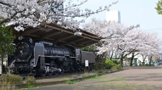 高沢公園に展示されている現役を引退した蒸気機関車と桜