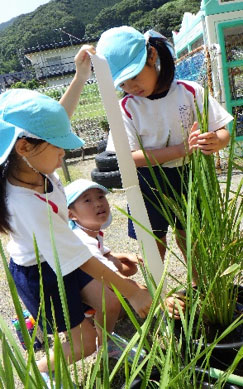 稲を触る子どもたち