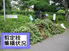 庭木等の剪定枝　剪定枝集積状況