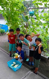 グリーンカーテンの野菜を収穫する子供たち1