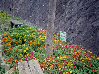 門池の森の花植え