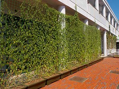 【入賞】愛鷹地区グリーンカーテン展開作戦その4(愛鷹地区コミュニティー推進委員会エコ推進部会)