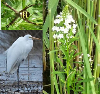 鳥類、魚類、植物の画像