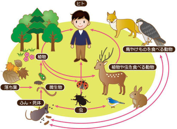 生物多様性のイメージ画像