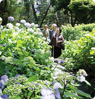 御用邸記念公園の紫陽花