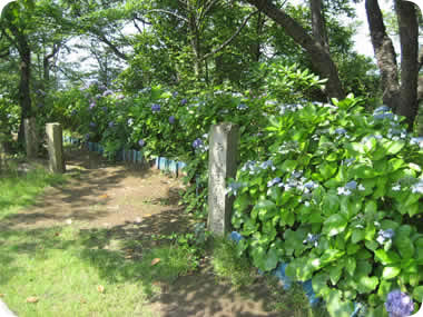 香貫山の紫陽花