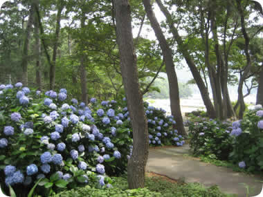 御浜岬の紫陽花