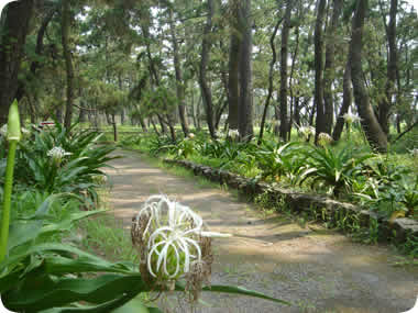 御用邸記念公園の浜木綿