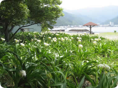 御浜岬公園の浜木綿