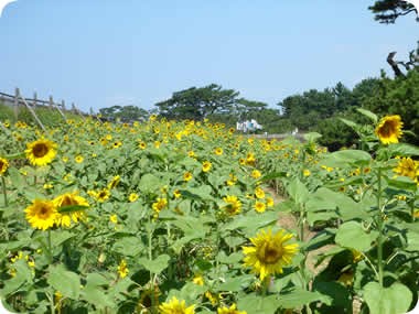 御用邸記念公園の向日葵