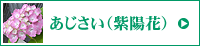 あじさい（紫陽花）