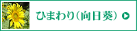 ひまわり（向日葵）