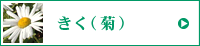 きく（菊）