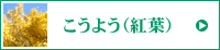 こうよう（紅葉）