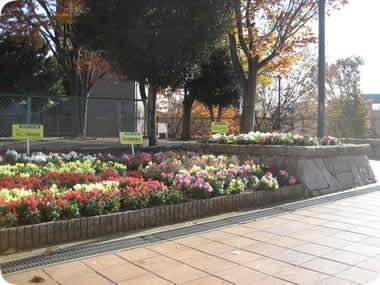 中央公園の花壇