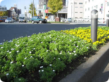 大手町交差点の花壇