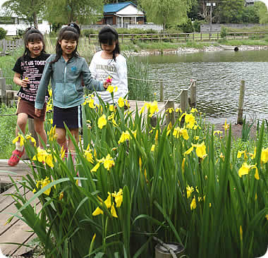 門池公園のかきつばた