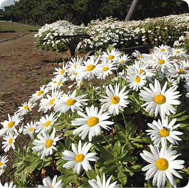 御用邸記念公園の菊