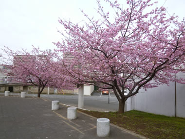 香貫公園の桜
