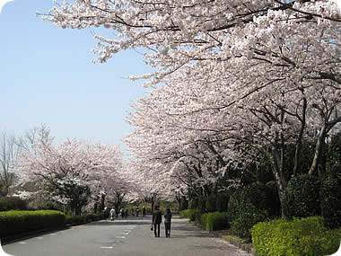 愛鷹広域公園の桜