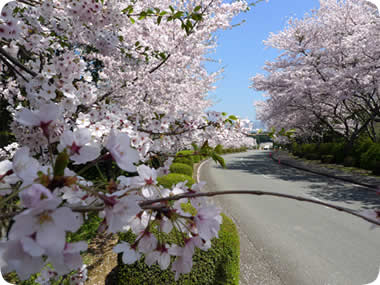 富士通株式会社沼津工場の桜