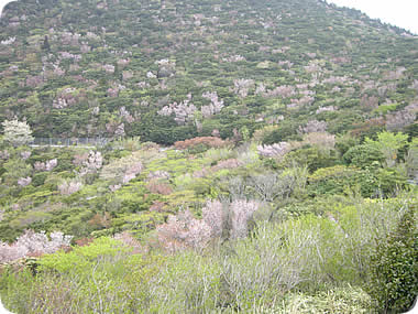 戸田峠の桜