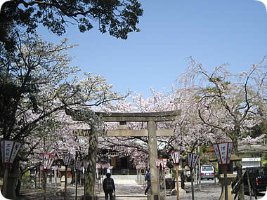 日枝神社の桜