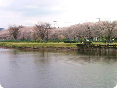 門池公園の桜