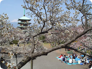 香貫山の桜