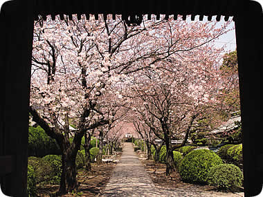 光長寺の桜