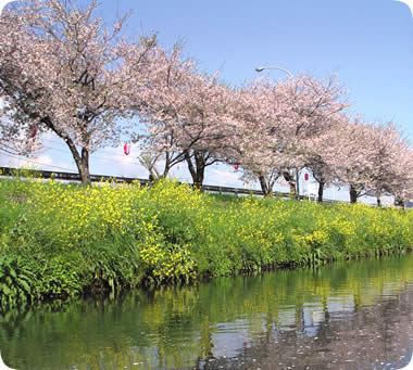 沼川沿いの桜