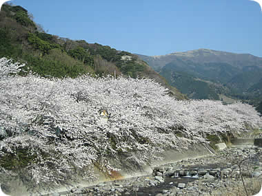 大川沿いの桜