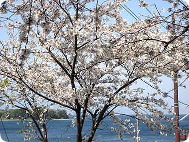 大瀬の桜