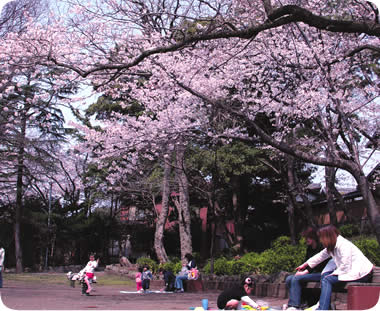 千本浜公園児童公園内の桜