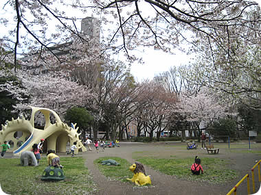 高沢公園の桜