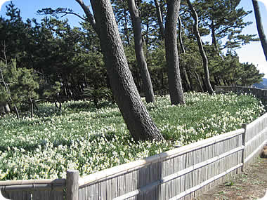 御用邸記念公園の水仙