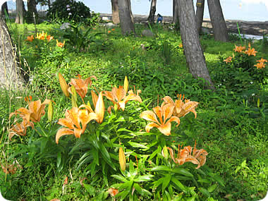 御浜岬公園のすかしゆり