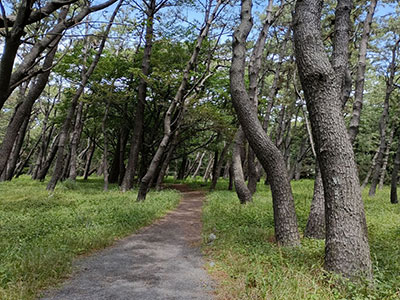千本浜公園 松林