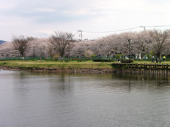 門池公園の桜