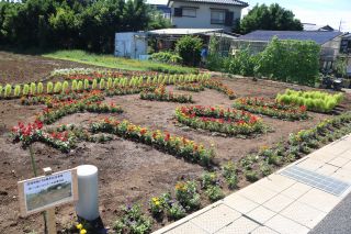 最優秀賞　塩満倶楽部・しおみちエコ運動推進会の花壇2